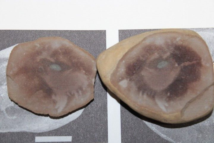 Mazon Creek Fossil Jellyfish Octmedusa pieckorum Fossils Pennsylvanian Period R1