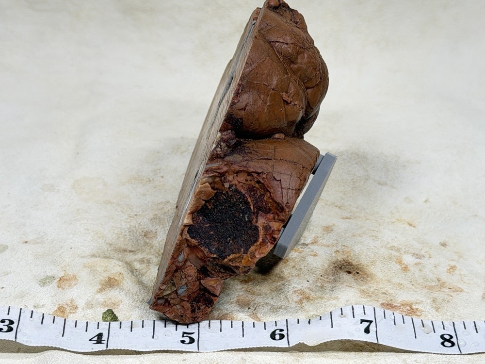 Cold Mountain Jasper Half Nodule, Lot#203