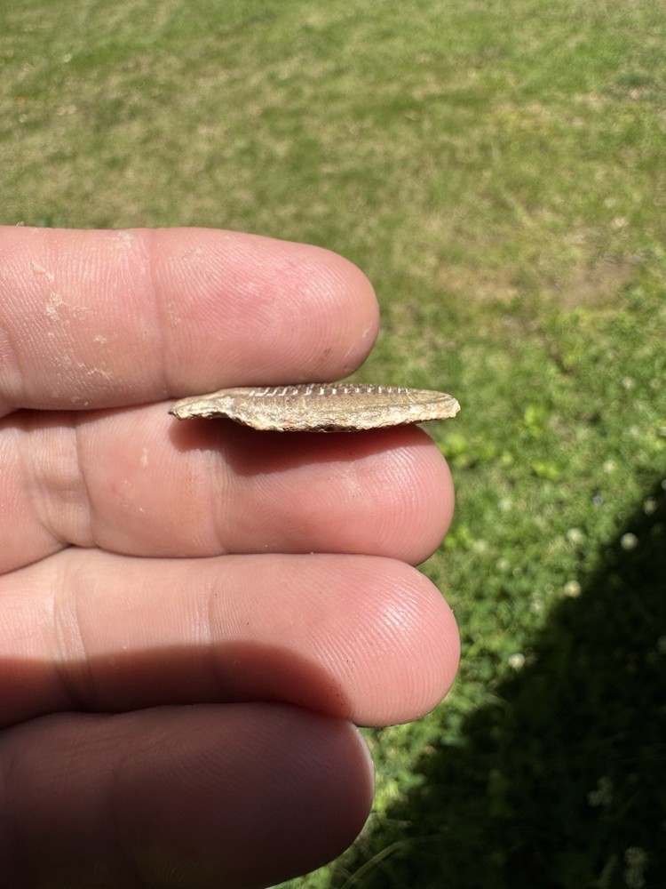 Nice Trilobite Fossil