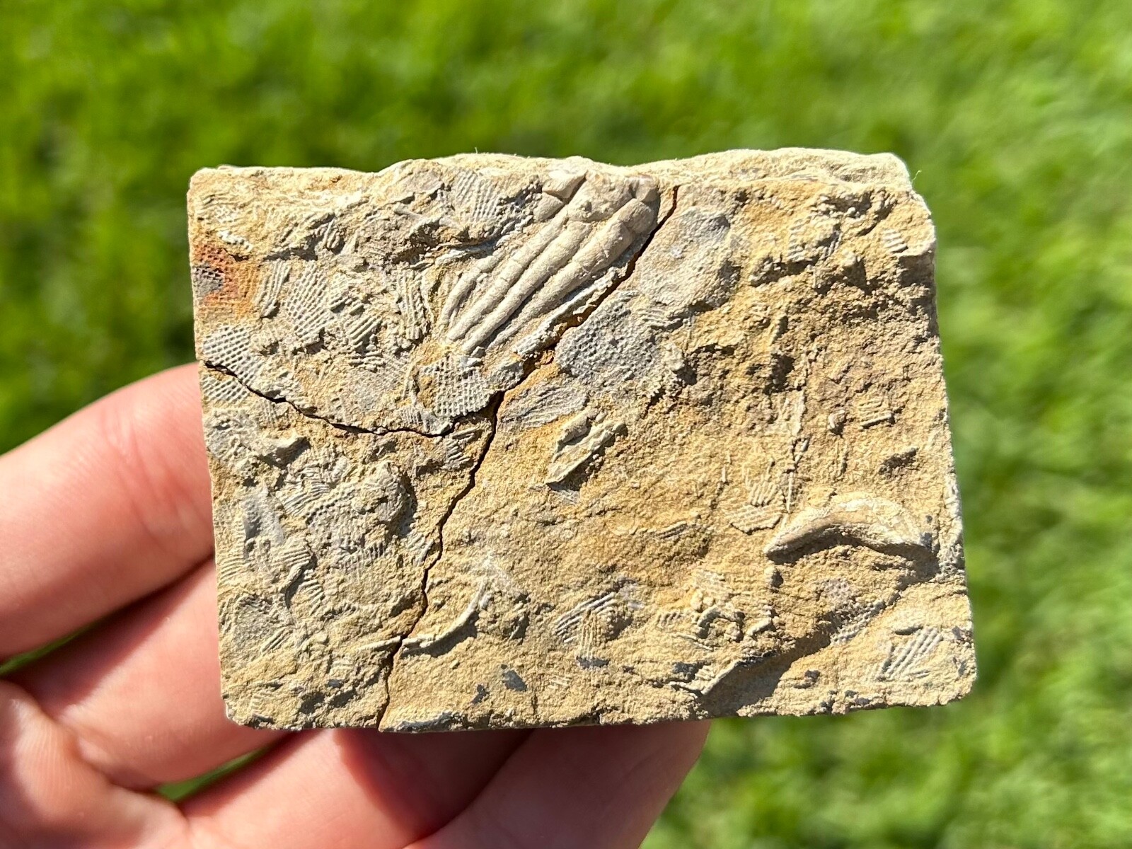 Alabama Fossil Crinoid in Matrix Pentaramacrinus nitidus Mississippian Age
