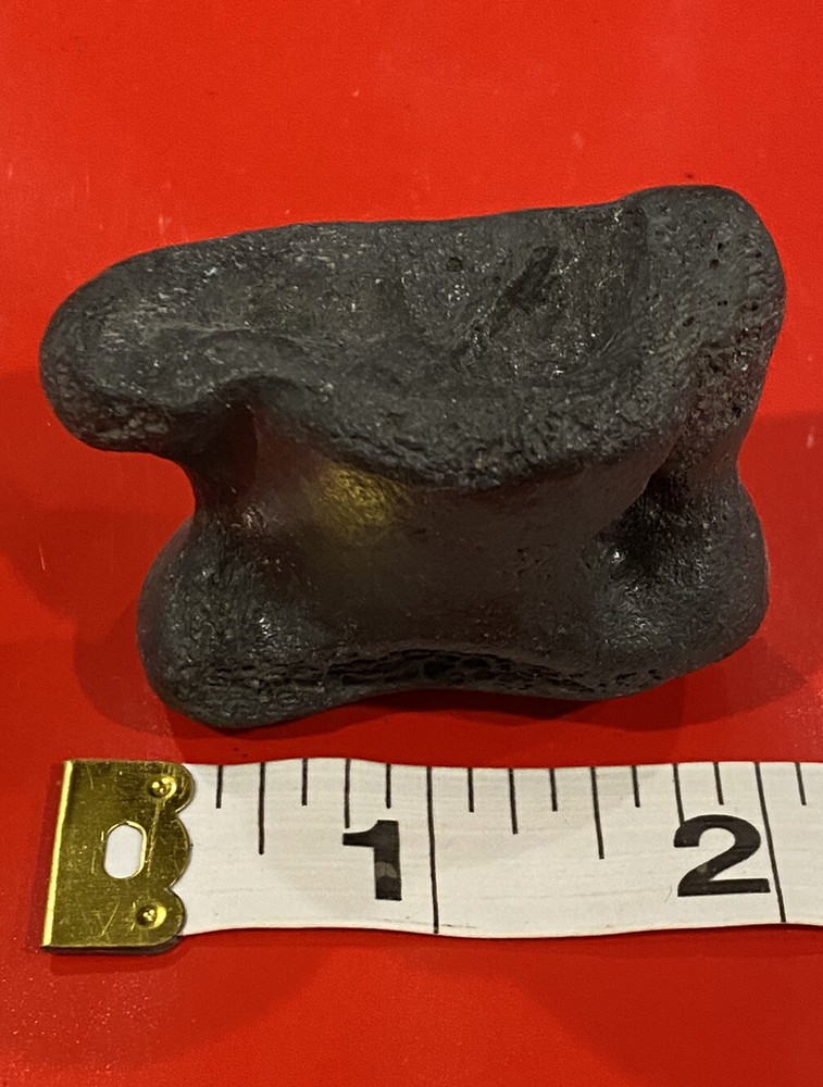 Fossil Deer Ankle Bone