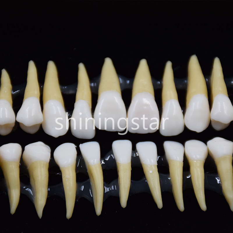 Full Upper Lower Tooth 1:1 Permanent Teeth Demonstration Teach Study Model 7008