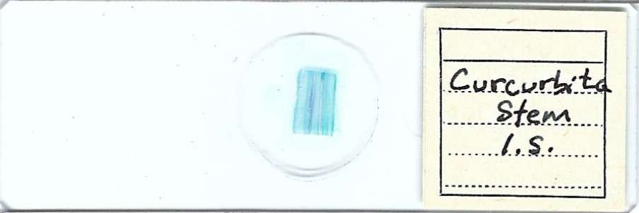 Curcurbita Stem l.s. Microscope Slide