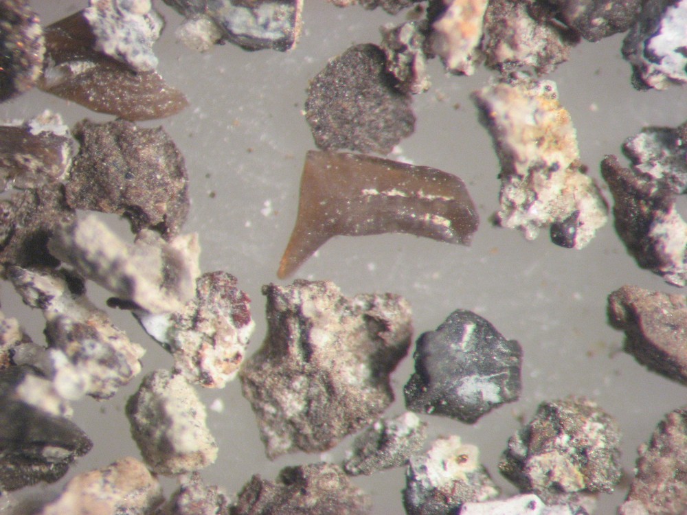 Devonian Conodont microfossil matrix sample LOWER Beechwood Limestone rich