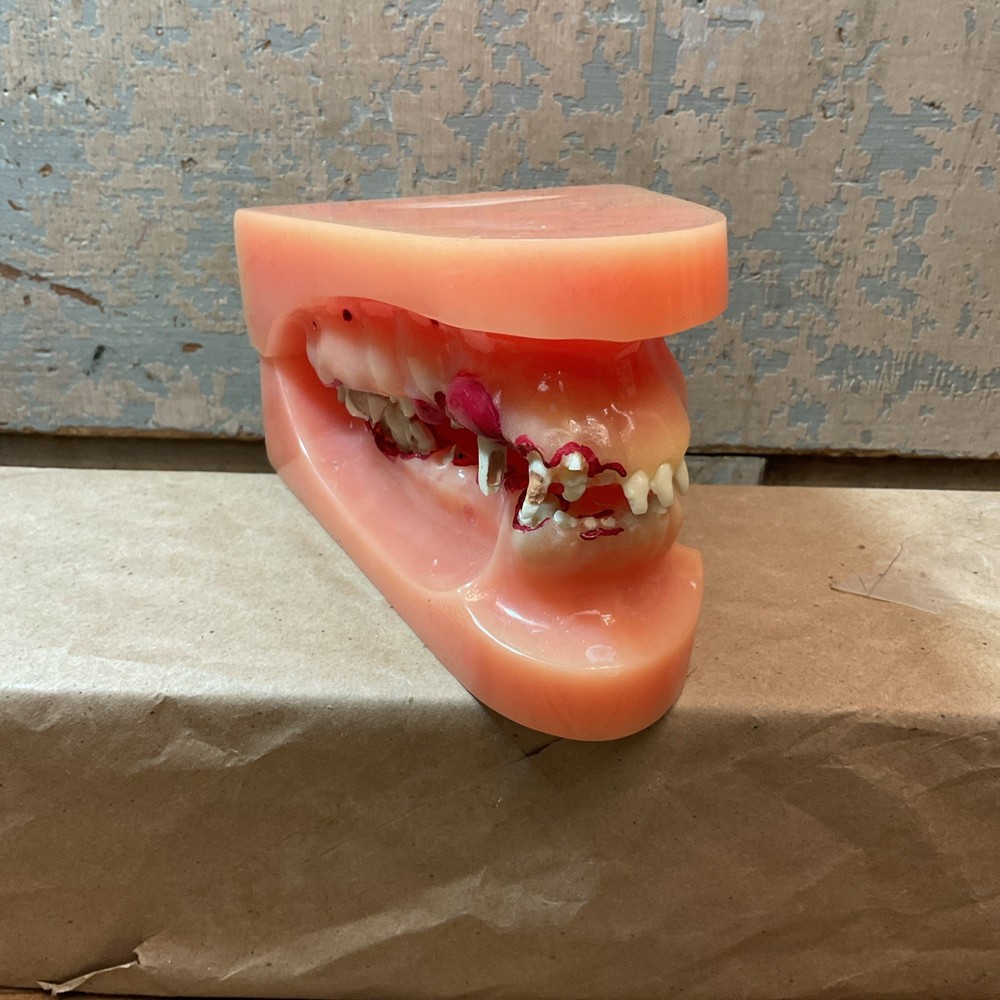 Canine Teeth & Cavity Oral Anatomy Teaching Model, As Found
