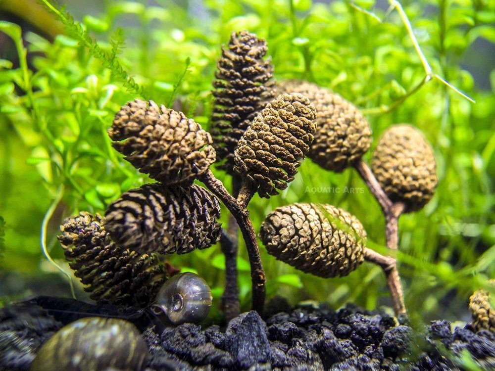 Botanical Breeder Combo Pack (Shrimp)