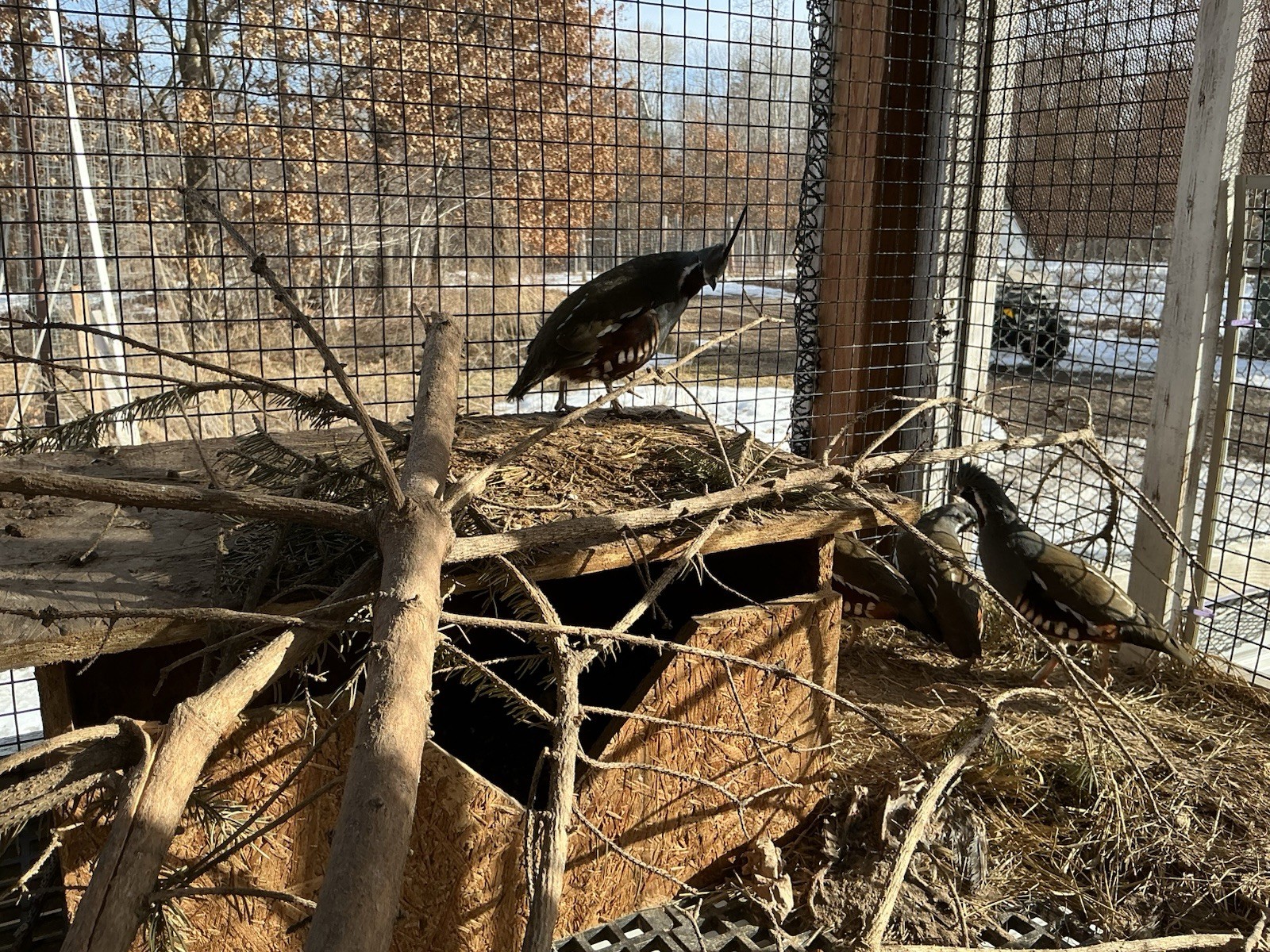 PRESALE Mountain Quail Hatching Eggs Qty 10+2 Shipping Late April Or May