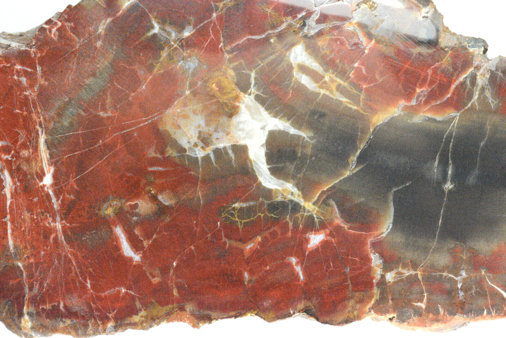 Petrified Wood Circle Cliffs Utah Polished