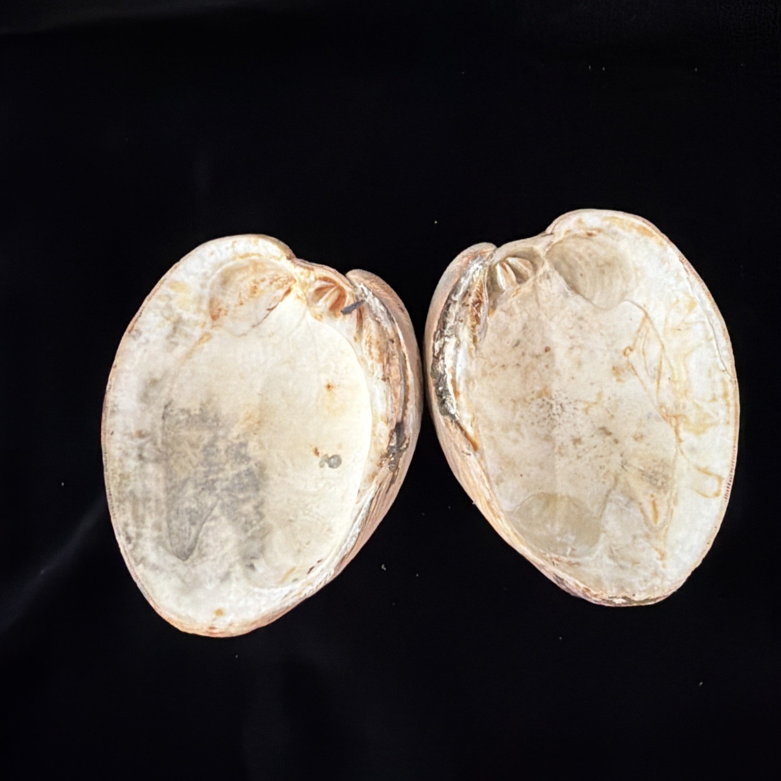 Giant Surf Clam Sea Shell 121.0mm X 127.4mm No Data (E874)