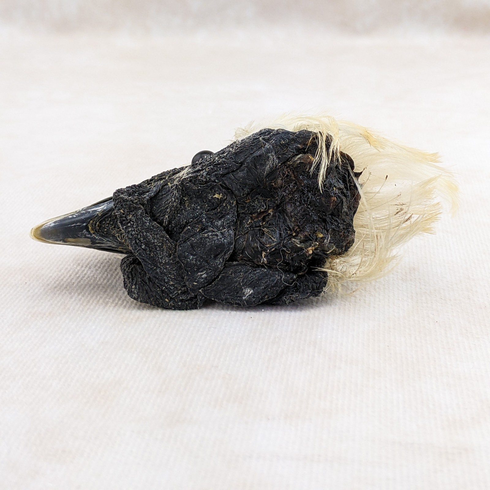 Chicken Rooster head Mount LG specimen crafts crafting Oddity Curiosity specim