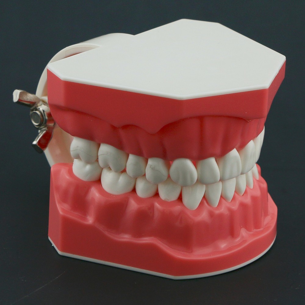 US Dental Teeth Model Brushing Flossing Studying Practice Teaching Model 7010-1