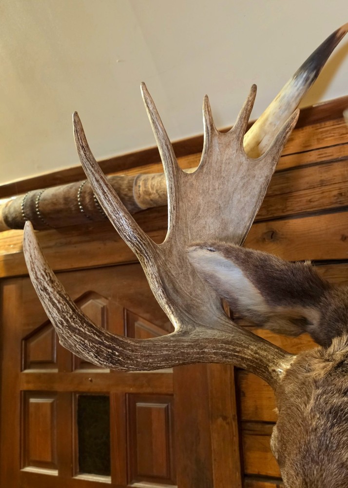 Large Utah Shoulder Mount Bull Moose Head