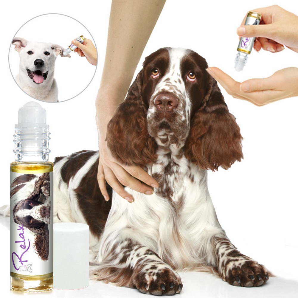 Is Your Springer Spaniel Afraid of Thunder? Fireworks? Try Relax Aromatherapy