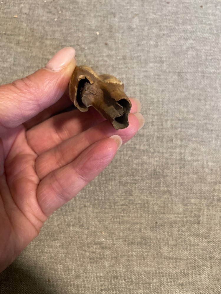 ice age horse tooth