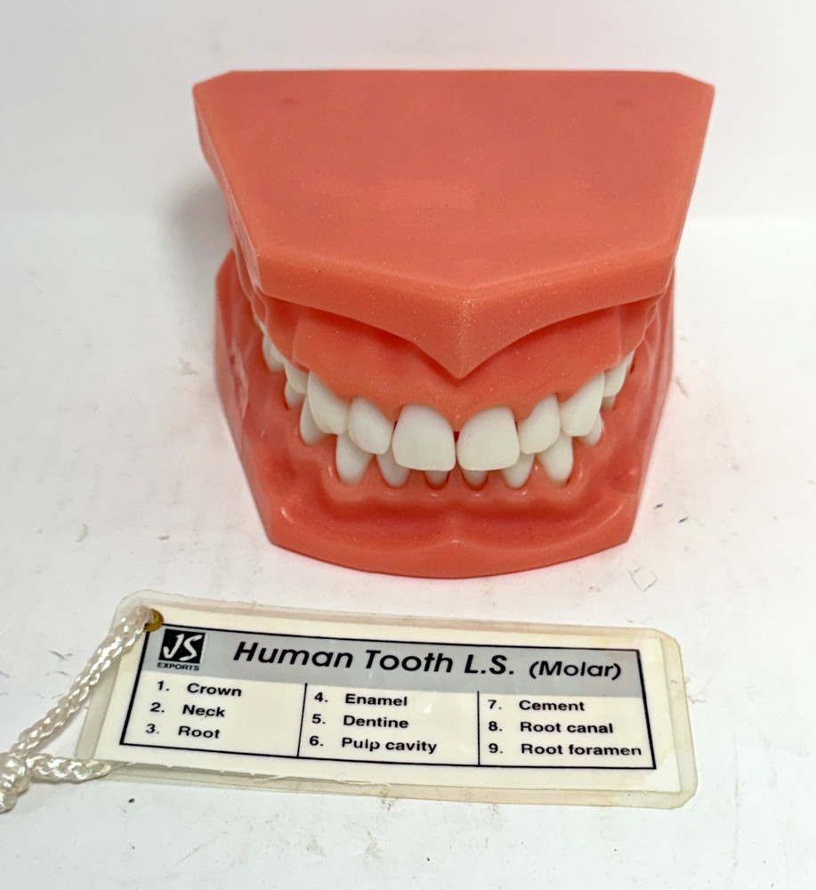 Vintage Human Tooth L.S. (Molar) Dental Teaching Learning Teeth Model