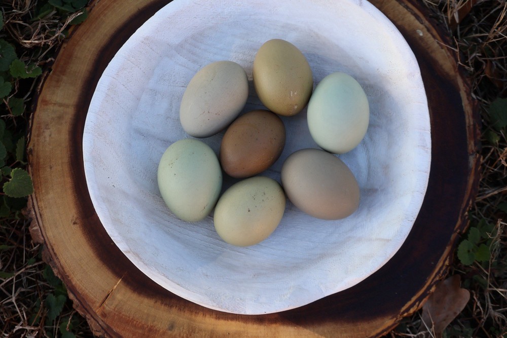 Rainbow Hatching Eggs 12+ Multi-gen Olive & Easter Egger + Black Copper Marans