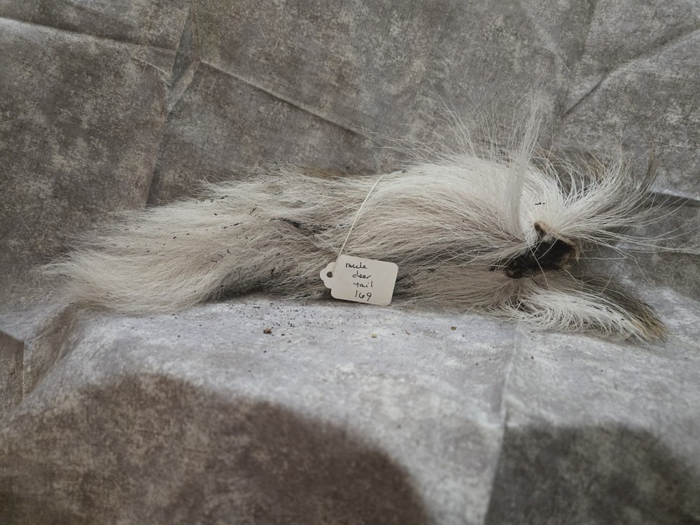 1 Dried Mule Deer Tail 169