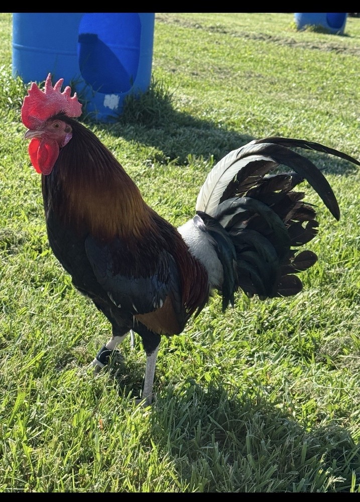 6 + Chicken Fertile Hatching Eggs