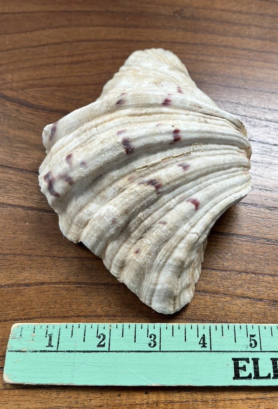 Bear Paw Clam Shell Half 7” X 5” Natural Nautical Beach Decor Real Coastal