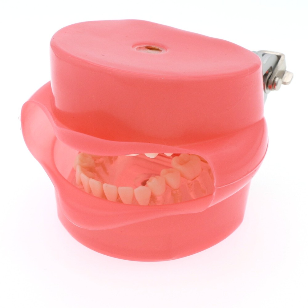 M7008 + Simulation Cheek Dental Typodont Practice Removable Teeth Model Soft Gum