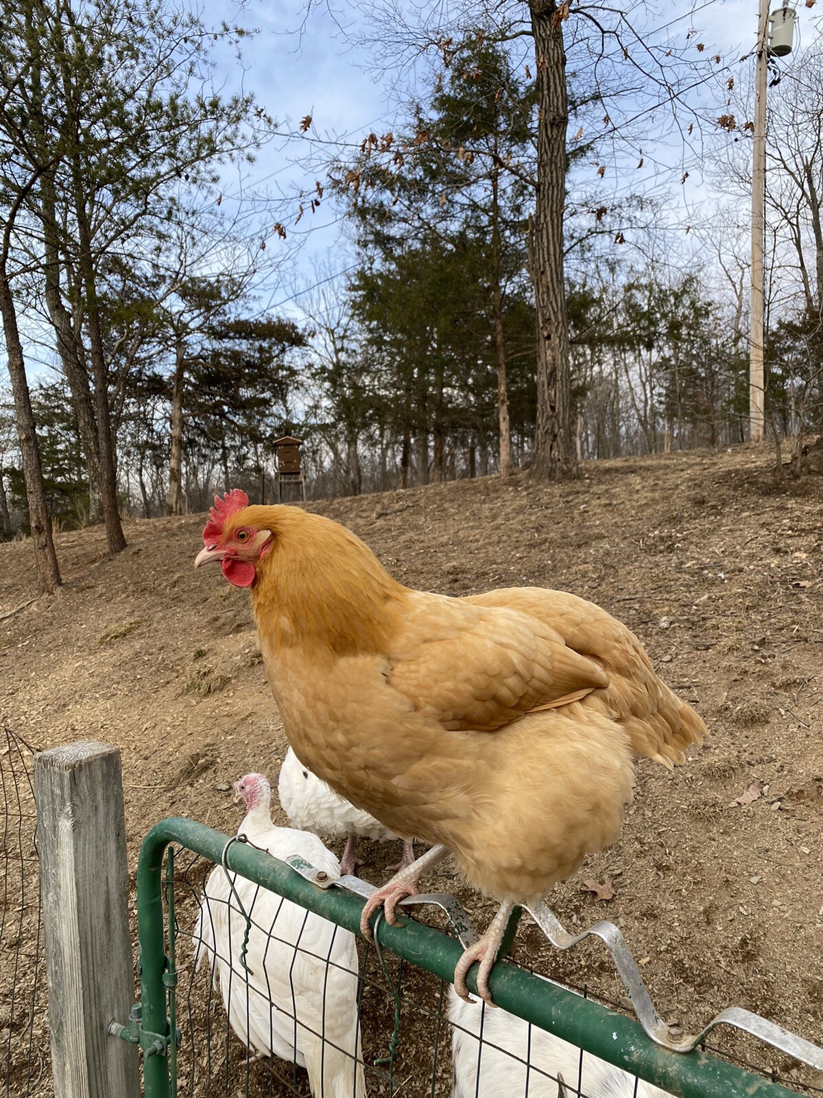 20+ Rare Breed Chicken Hatching Eggs Orpington, Wyandotte, Brahma, Faverolles