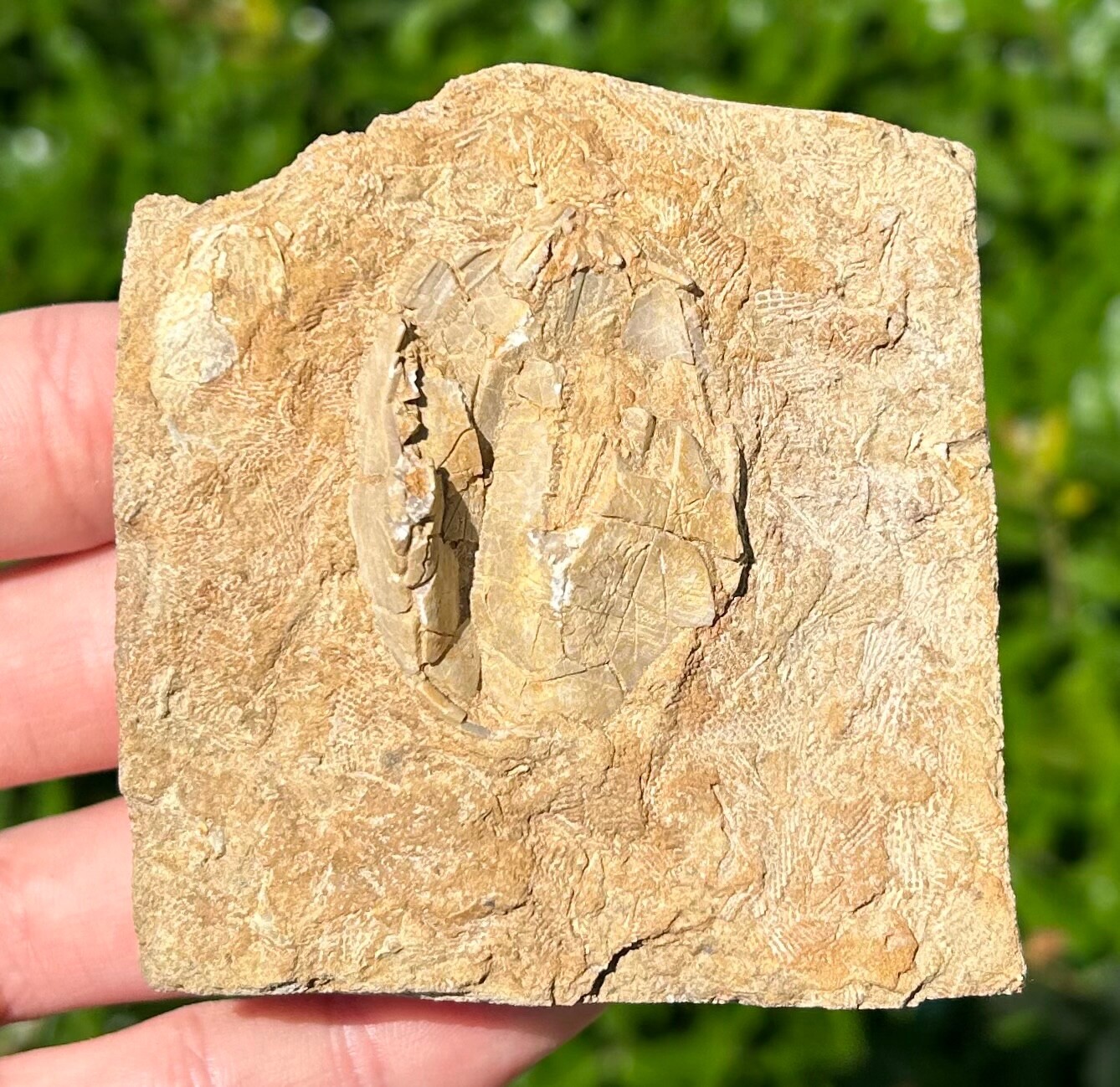 BIG Fossil Blastoid in Matrix Pentremites pyriformis Alabama Bangor Limestone Fm