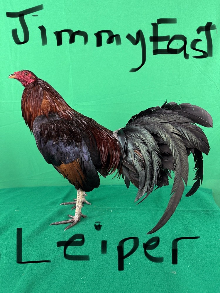 12+ Chicken Hatching Eggs