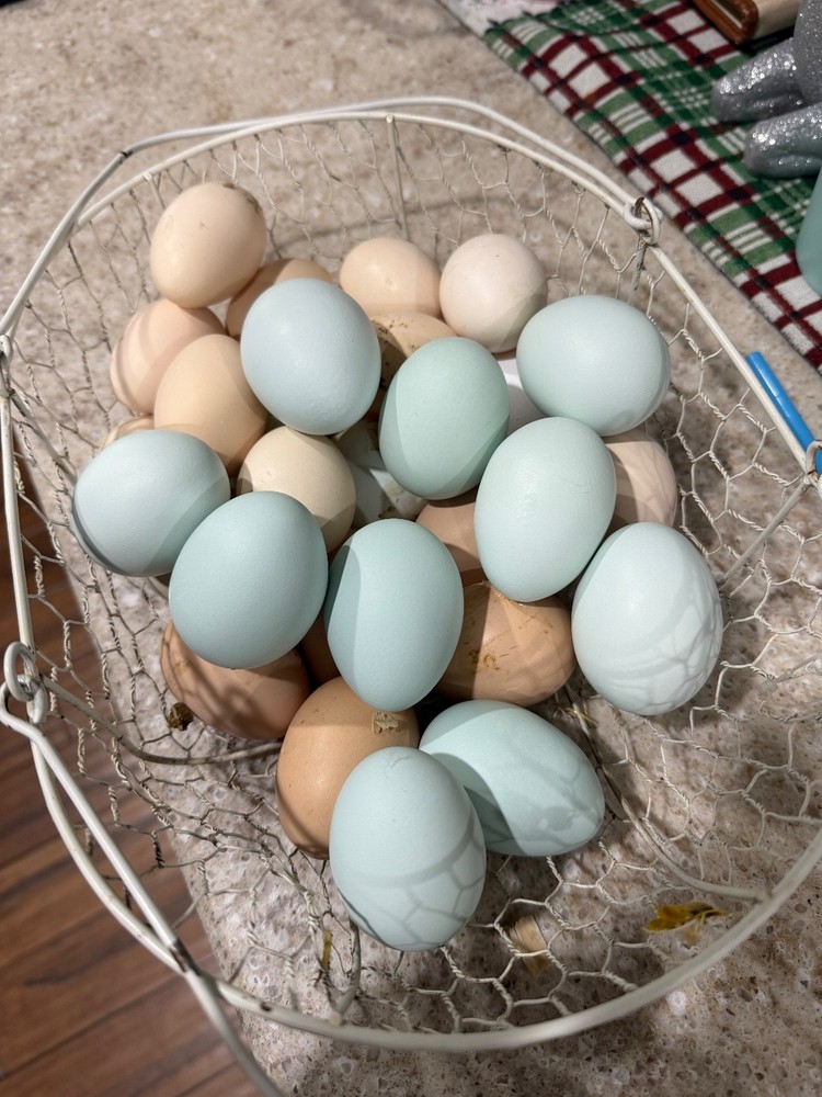 Whiting True Blue Hatching Eggs - x18+plus extras