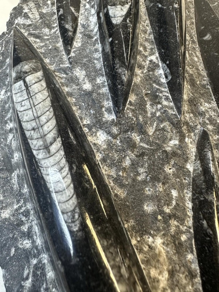 Fossilized Orthoceras Stone Slab - A Glimpse Into Ancient Seas
