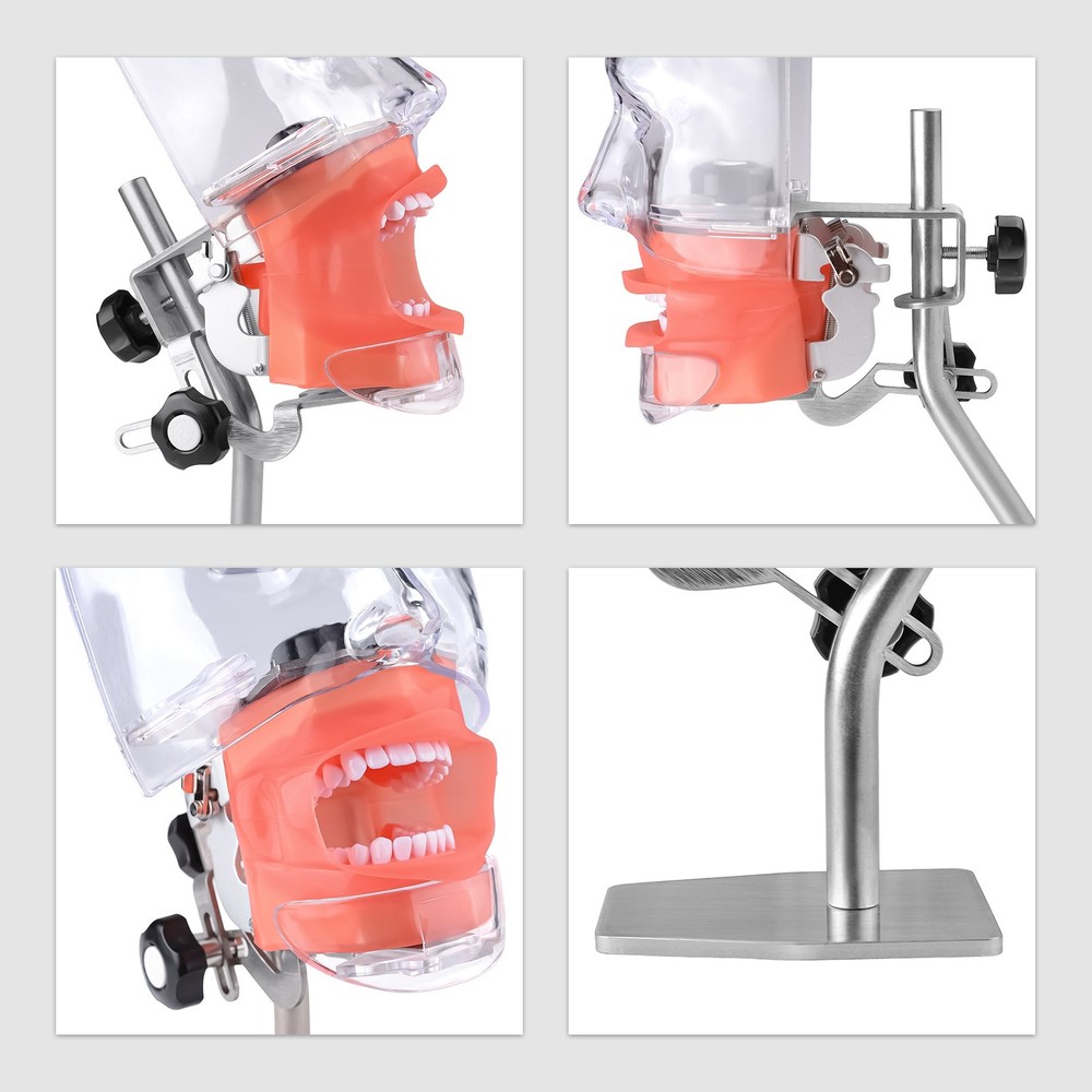 Dental Simulator Manikin Phantom Head Model Put on Desk for Training Practice