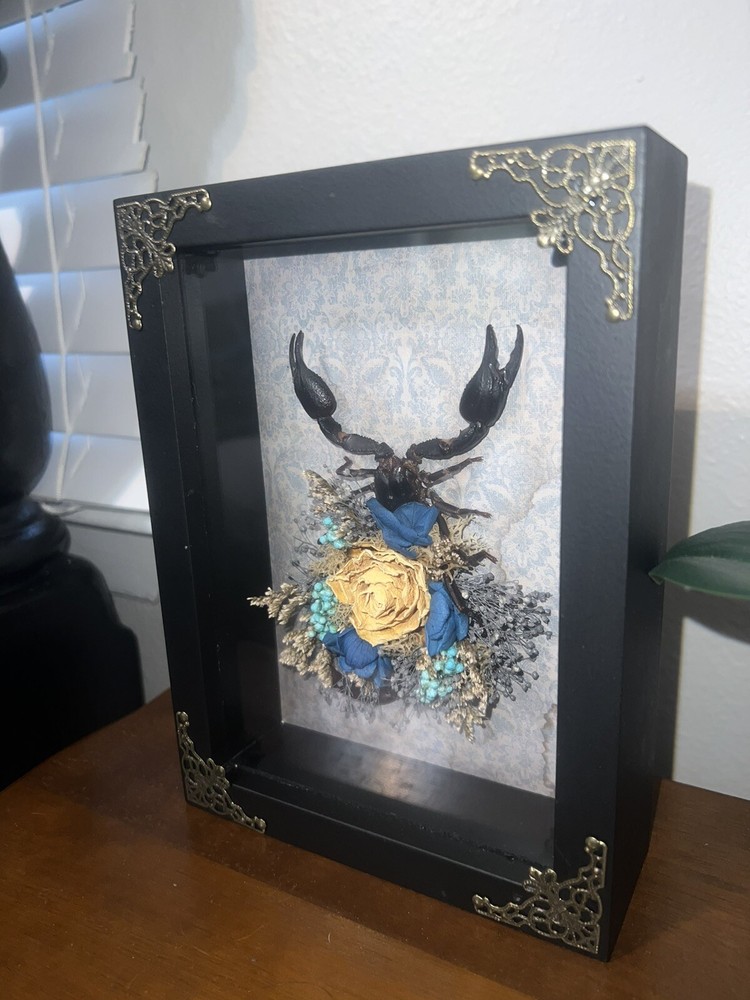 Scorpion shadow box / Oddities