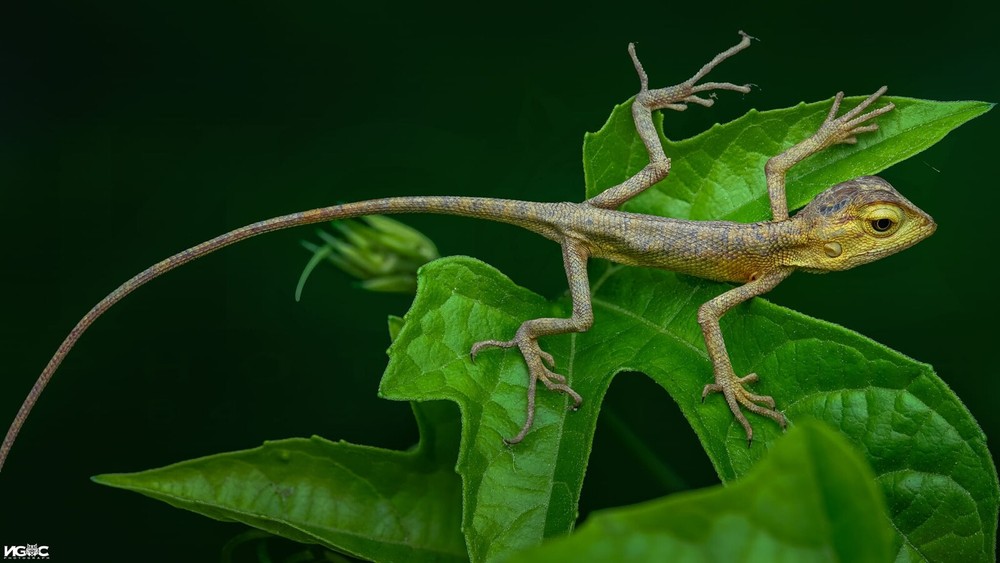 Ngoc Macro Diffuser - The Best Flash Diffusers for Macro Photography