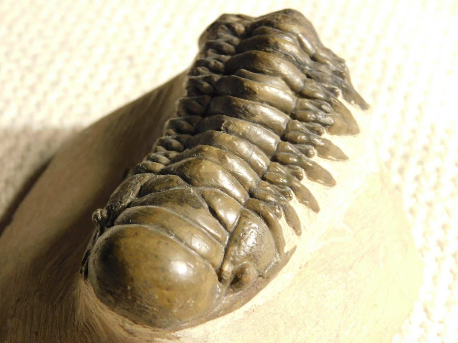 Larger! Crotalocephalina TRILOBITE Fossil 100% Natural Morocco 225gr