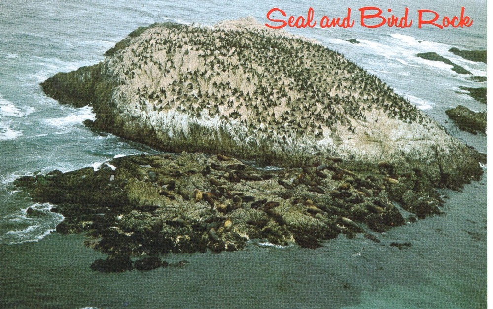 SEAL AND BIRD ROCK - PC6188