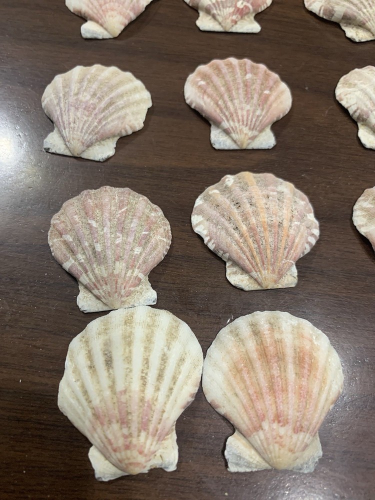 20 Small Various colored Scallop Sea Shells most 1.5”