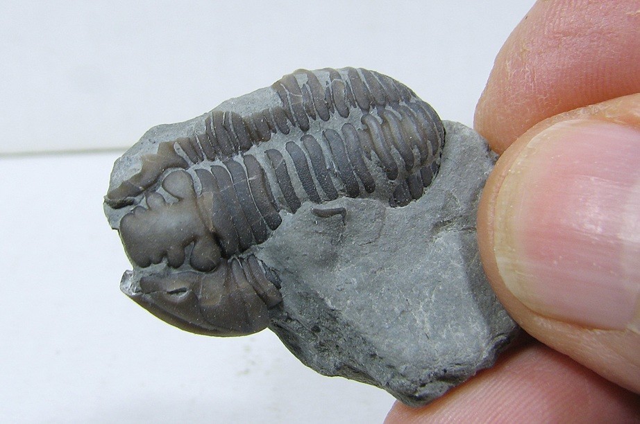 Flexicalymene Trilobite #31