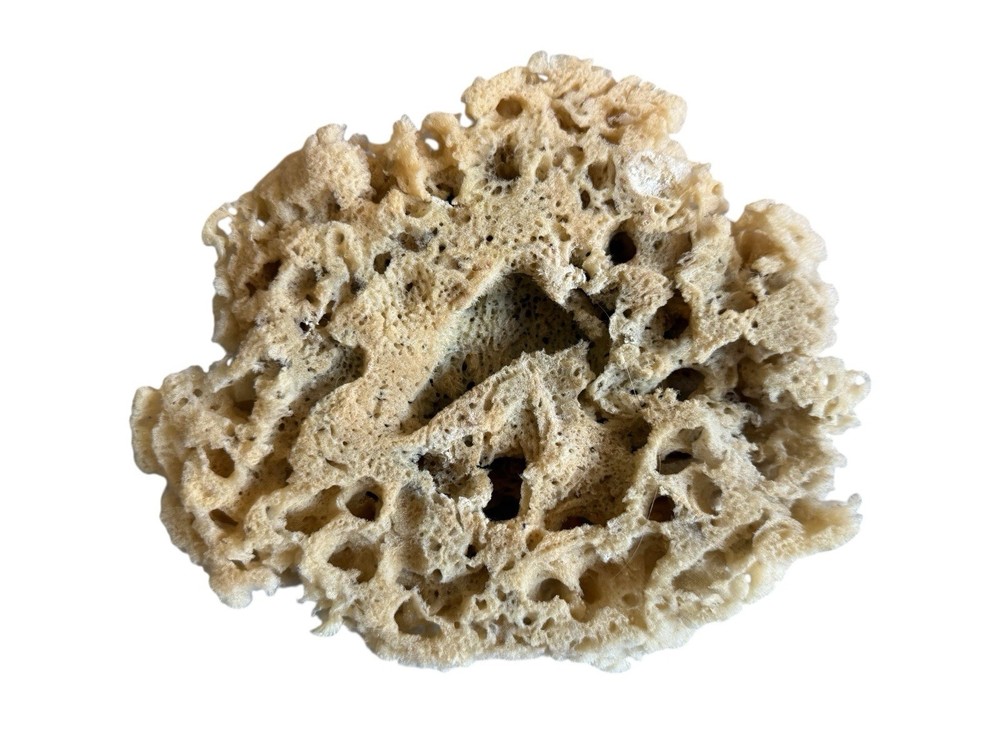 Sea Sponge From Florida Sponge Docks
