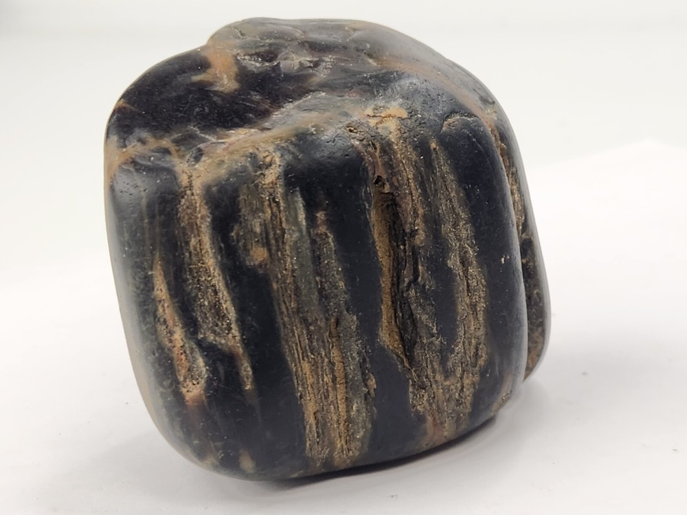 Petrified Wood Section - Unknown Age and Locality