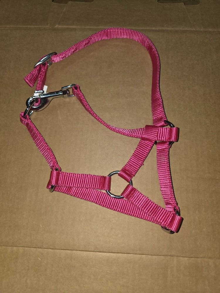 Foal Halter