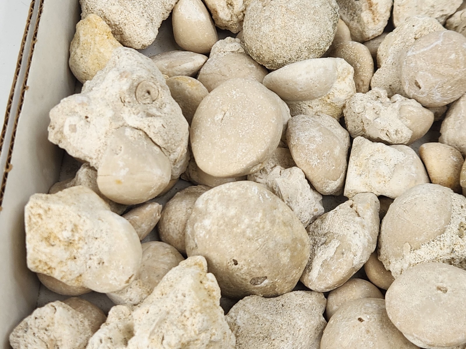 Fossil Sea Urchin (Echinoid) - Florida - 1 Per Purchase - Matrix/Free Standing