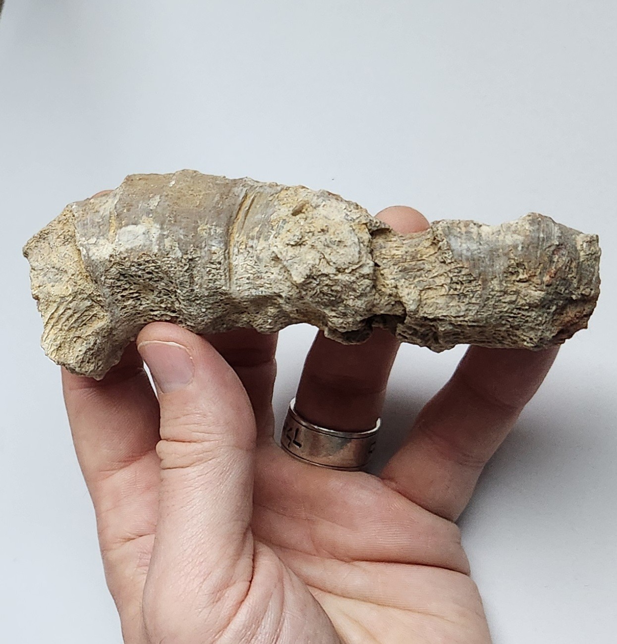 5" 216g Fossil Horned Coral Central Texas Pennsylvanian Display Specimen