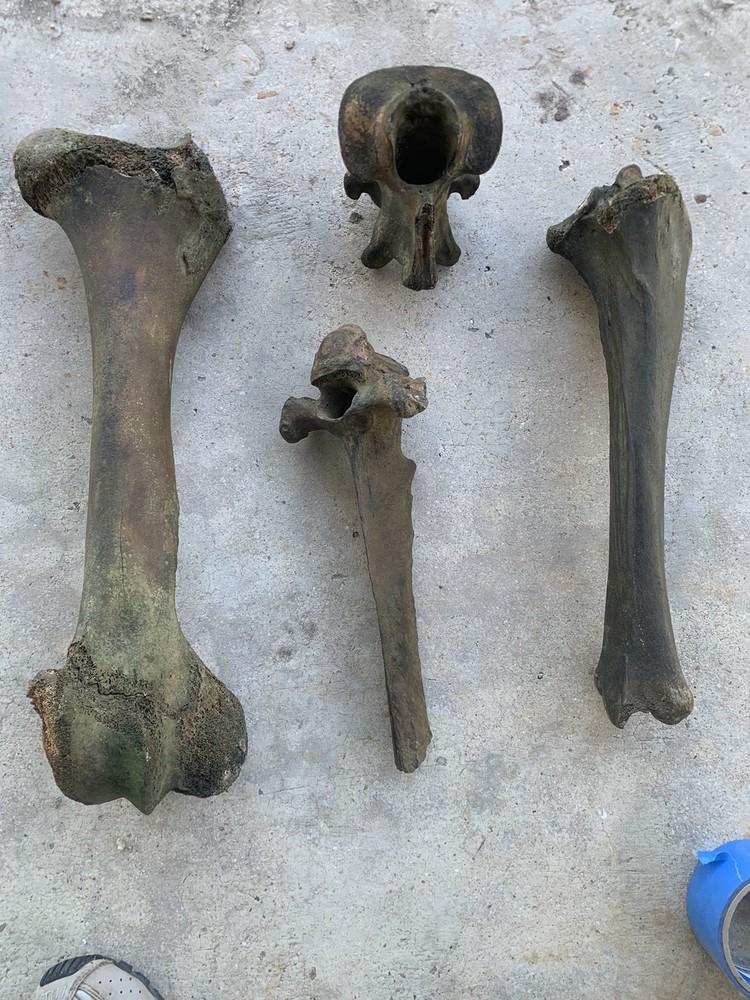 Fossilized Bison Bones