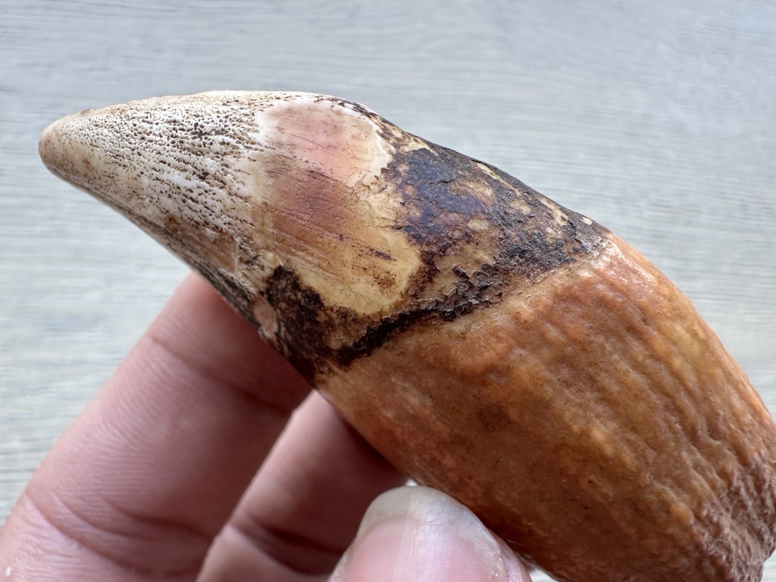 3.8” Ursus Spelaeus 25,000 Years Old Cave Bear Tooth Perfect Condition