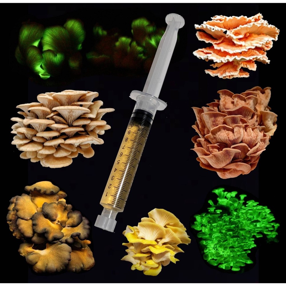 Ganoderma lucidum Reishi Liquid Mushroom Culture