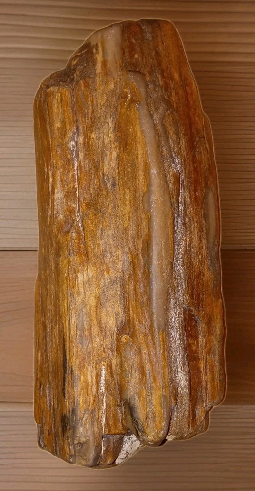 1 lb+ Petrified Wood Rough AZ