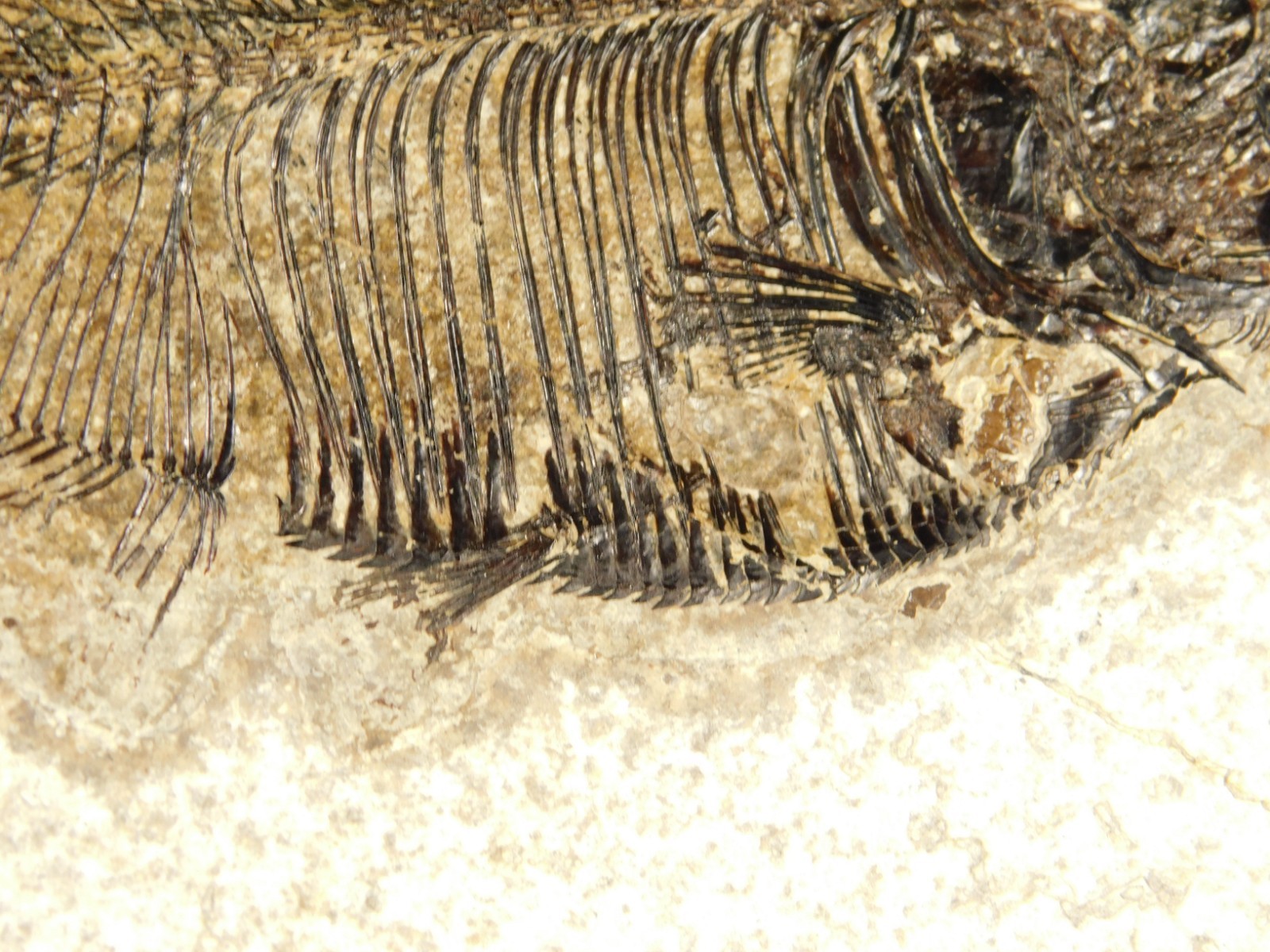 Two! SPECIES Rare Priscacara FISH Fossil and Diplomystus On HUGE Matrix Wyoming