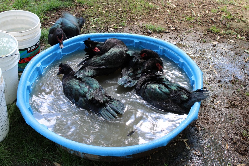 Exhibition Quality Muscovy Hatching Eggs 96% solid BLACK ducks only 12 eggs