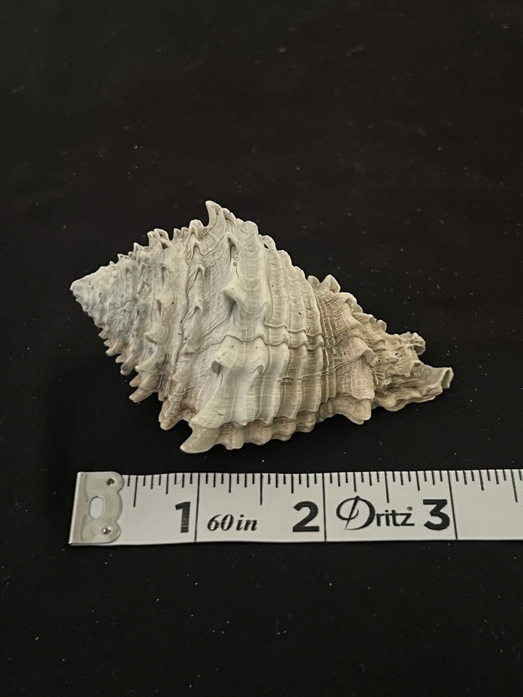 EXTINCT Fossilized VASE Shell From Central Florida & BONUS Shell.
