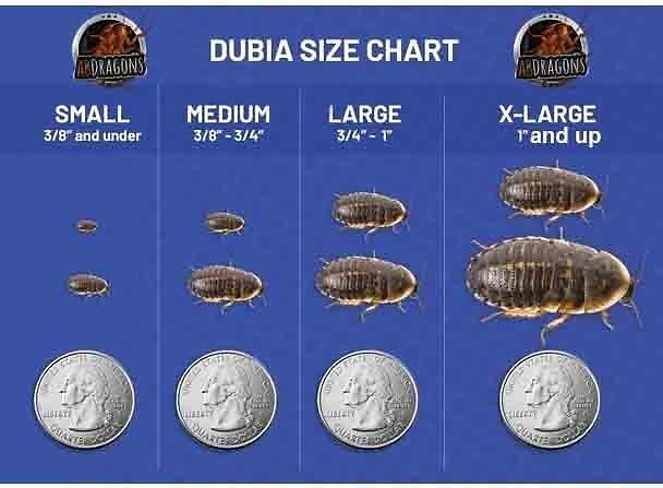Dubia Roaches Small 3/8" and Under Qty:50-500 Cup USPS Free & FedEx shipping