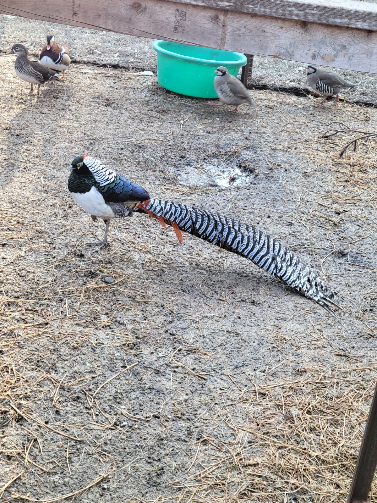 PRE-SALE 6+ Lady Amherst Hatching Eggs — Ships In April-May NPIP